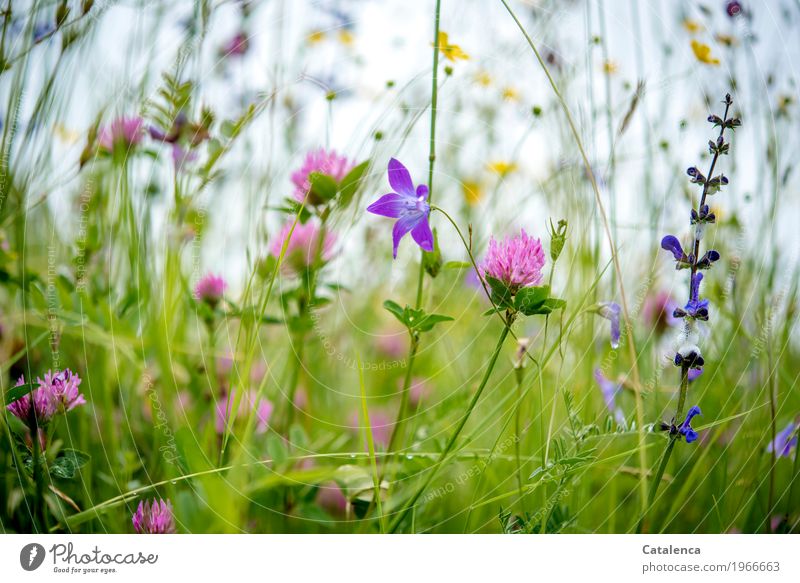 Blumen einer Blumenwiese Natur Pflanze Wassertropfen Sommer Regen Blatt Blüte Kleeblüte Butterblume Sumpf-Dotterblumen Wiese Alpen Blühend Duft verblüht