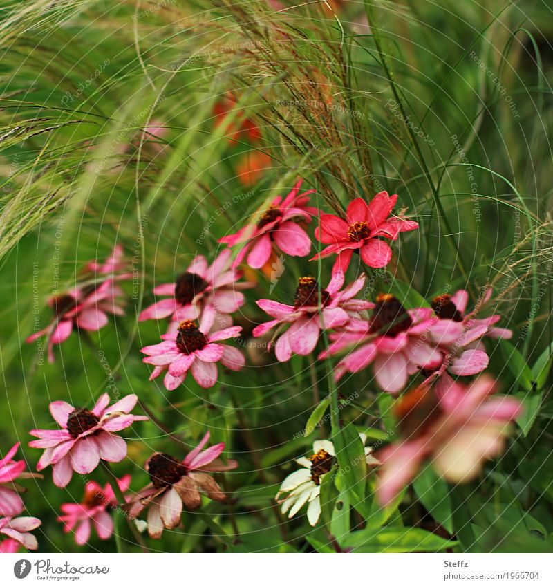 Zinnien im Gras Zinnia malerisch Blütezeit dekorativ Korbblütler Zierpflanzen Bauerngarten September Bauerngartenpflanze überwuchert Zierblumen Blüten Blumen