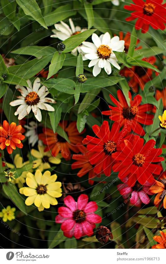 Zinnien blühen im Bauerngarten Zinnia Korbblütler Zierblumen Blumenteppich Zierpflanzen floral Flora September Blütezeit dekorativ malerisch Gartenblumen Blüten