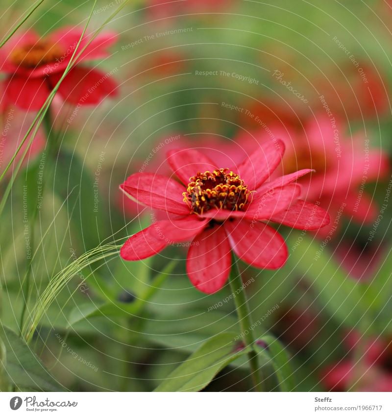 blühende Zinnien Zinnia Korbblütler farbenfroh Blume Blüte Bauerngarten Zierblumen Bauerngartenpflanzen Zierpflanzen Sommerblumen floral Flora Gartenblumen