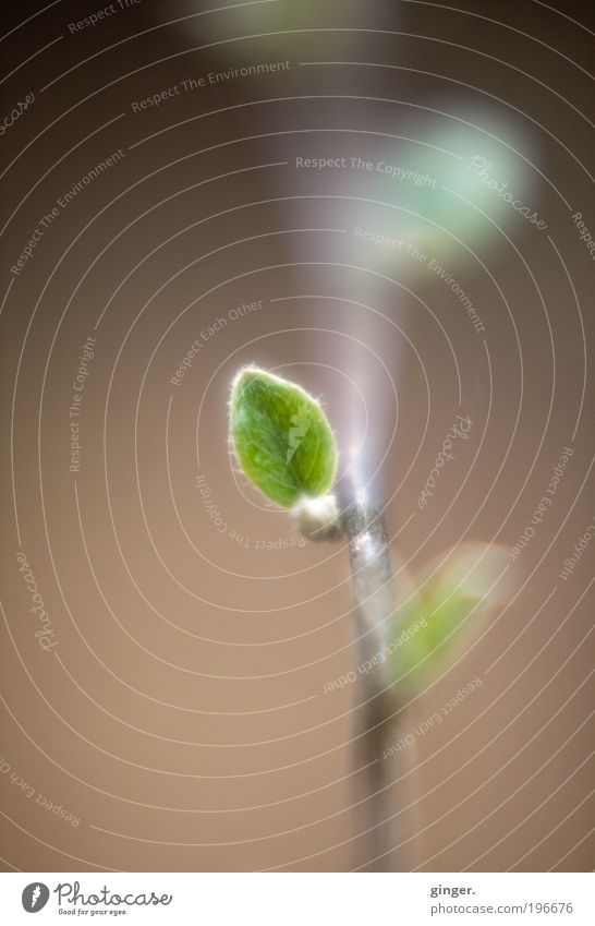 Warte, wenn ich groß bin... Natur Pflanze Sträucher Blatt braun grün winzig Wachstum Härchen Zweig nah Frühling sprießen Trieb Unschärfe Blattgrün klein