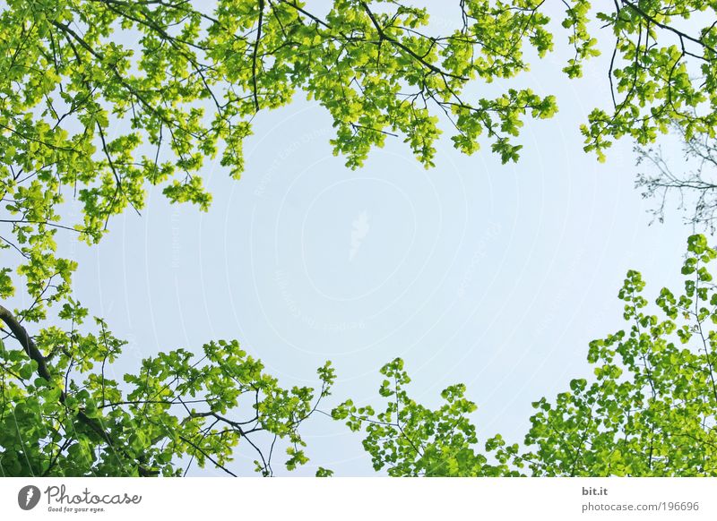 FRÜHLING LIEGT IN DER LUFT Umwelt Natur Pflanze Luft Frühling Sommer Schönes Wetter Blatt Grünpflanze Frühlingsgefühle Kranz Hintergrundbild Hintergrund neutral