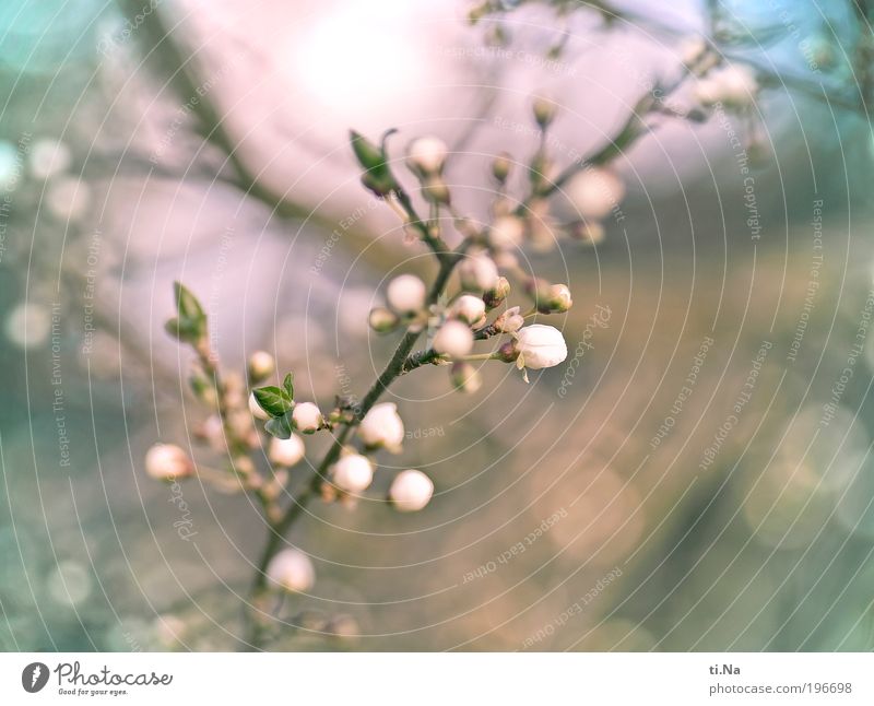 ein bißchen Frühling verbreite Umwelt Natur Landschaft Tier Schönes Wetter Pflanze Baum Wildpflanze Pflaumenbaum Blühend Duft glänzend hängen leuchten Wachstum