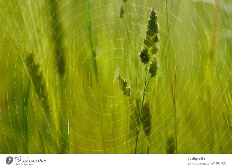 Gras Umwelt Natur Pflanze Sommer Klima Wiese Duft Wachstum frisch natürlich schön wild weich grün Bewegung einzigartig Leben Farbfoto Außenaufnahme Tag