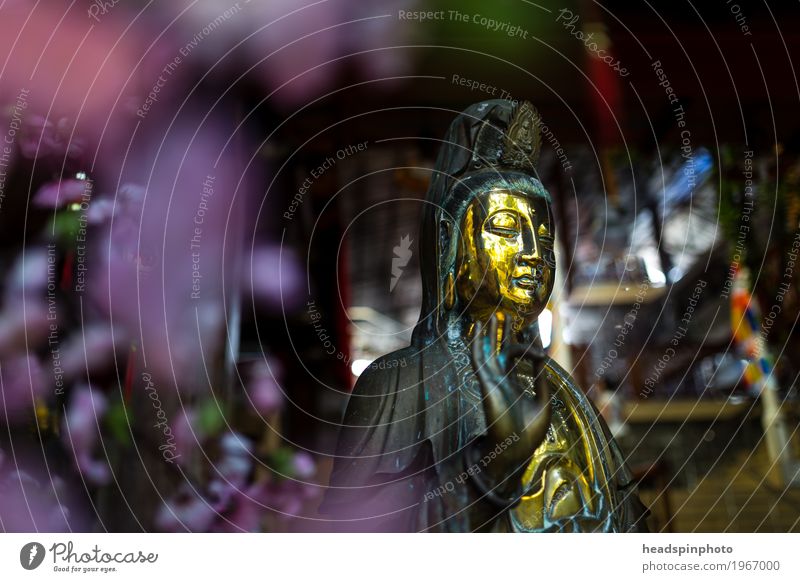 Goldene Buddha Statue mit Lila Blumen Bokeh Skulptur Colombo Sri Lanka Asien Zufriedenheit selbstbewußt Willensstärke Liebe Mitgefühl friedlich Güte