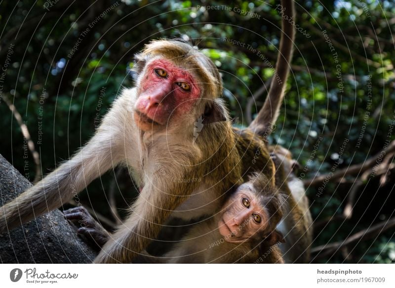 Affen mit rotem Gesicht in Sri Lanka Ferien & Urlaub & Reisen Tourismus Ausflug Abenteuer Ferne Safari Urwald Wildtier 2 Tier Fürsorge Schutz Teamwork Makake