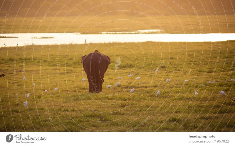 Einzelner Elephant von hinten bei Sonnenuntergang Ferien & Urlaub & Reisen Tourismus Ausflug Abenteuer Safari Expedition Sonnenlicht Gras Sri Lanka Wildtier