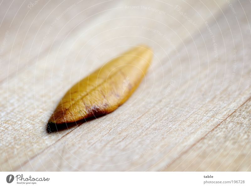 einsam im Alter Öl Natur Pflanze Blatt Nutzpflanze Olivenblatt Holz alt liegen exotisch Spitze trocken braun gelb schwarz ruhig Reinlichkeit Sauberkeit