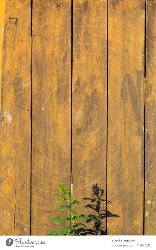 Sommerwand Pflanze Flora Wand Mauer hölzern alt abgenutzt Schatten Sonnenlicht Wärme heiß Natur wachsend Wachstum