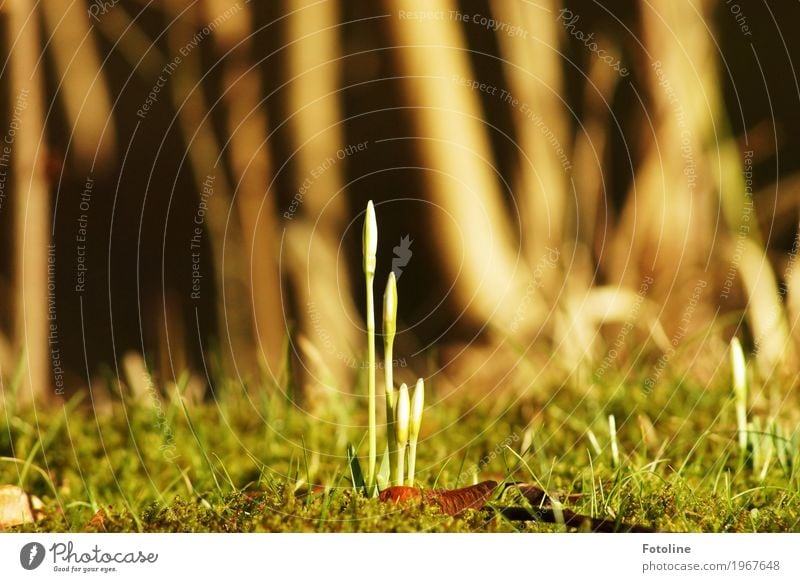 Orgelpfeifen Umwelt Natur Pflanze Urelemente Erde Frühling Blume Blüte Garten Park hell natürlich Wärme braun grün Schneeglöckchen Frühblüher Frühlingsgefühle