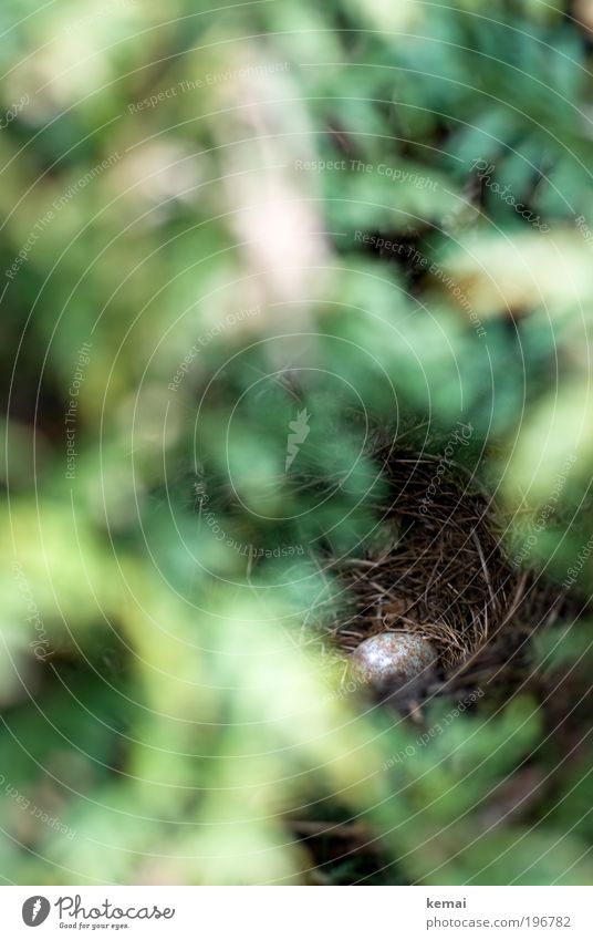 In Hecken ist gut Verstecken Pflanze Tier Sträucher Grünpflanze Wildpflanze Tuja Wildtier Vogel Ei Amsel Amselei Nestbau Nestwärme Horst entdecken Wachstum grün