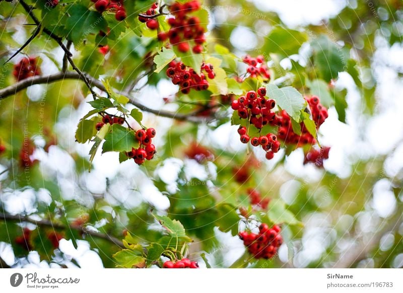 120 [Beerenfrish] Sommer Feierabend Umwelt Natur Landschaft Pflanze Baum Blatt Wildpflanze Park Wiese Feld Wald Erholung Wachstum ästhetisch frisch grün rot