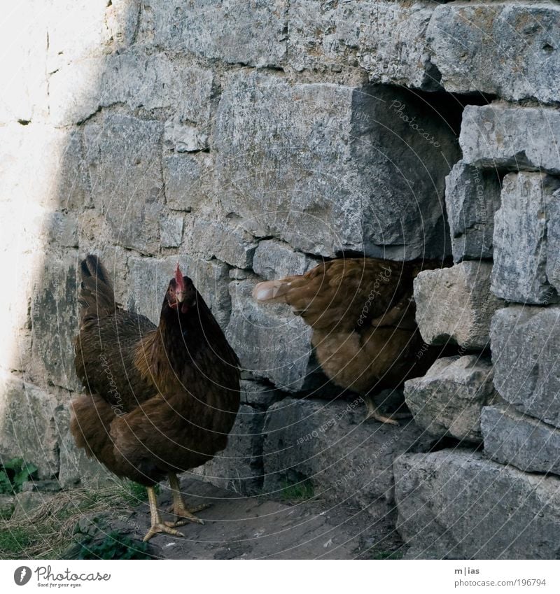 Türsteher Tier Haustier Nutztier Flügel Haushuhn 2 Zufriedenheit Loch Tor braun Feder Schnabel Kamm Stein Mauer Landwirtschaft Ei verstecken Kontrolle Zweifel