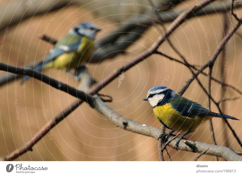 Annäherungsversuch (Cyanistes caeruleus) Pflanze Baum Garten Park Tier Wildtier Vogel Flügel 2 Tierpaar hocken Kommunizieren blau gelb schwarz weiß