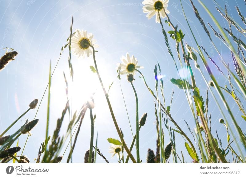 Sonnenenergie Teil 3 Umwelt Natur Pflanze Wolkenloser Himmel Sonnenlicht Frühling Sommer Klima Wetter Schönes Wetter Gras Blatt Blüte Wiese blau grün weiß