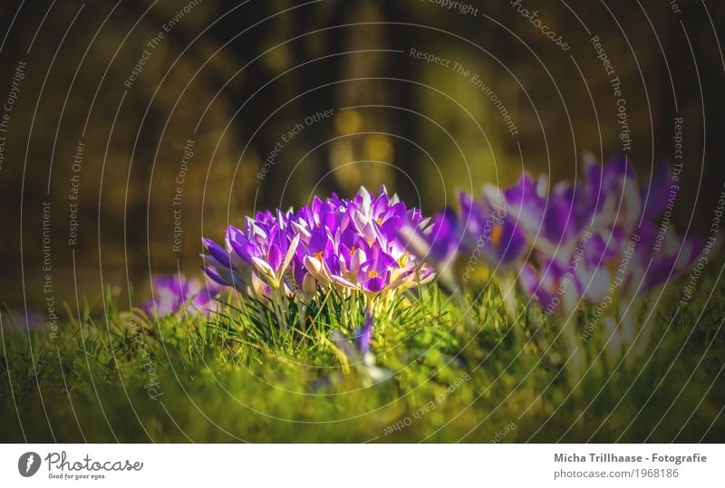 Krokusse in der Frühlingssonne Natur Pflanze Sonne Sonnenlicht Wetter Schönes Wetter Baum Blume Gras Blatt Blüte Garten Park Wiese Blühend Duft leuchten