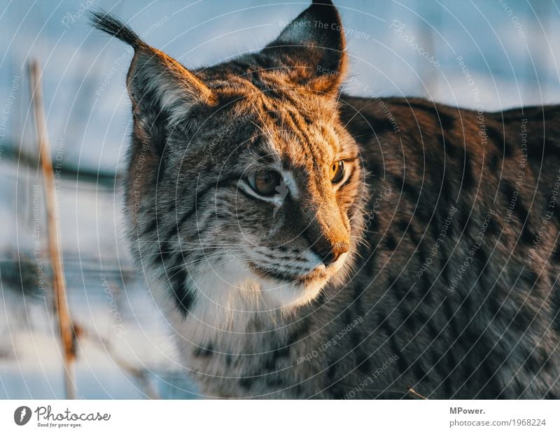 luchs Tier Katze 1 schön Luchs Winter Wildkatze Landraubtier Wald Wildpark Pfote Farbfoto Außenaufnahme Menschenleer Schwache Tiefenschärfe Katzenauge Blick