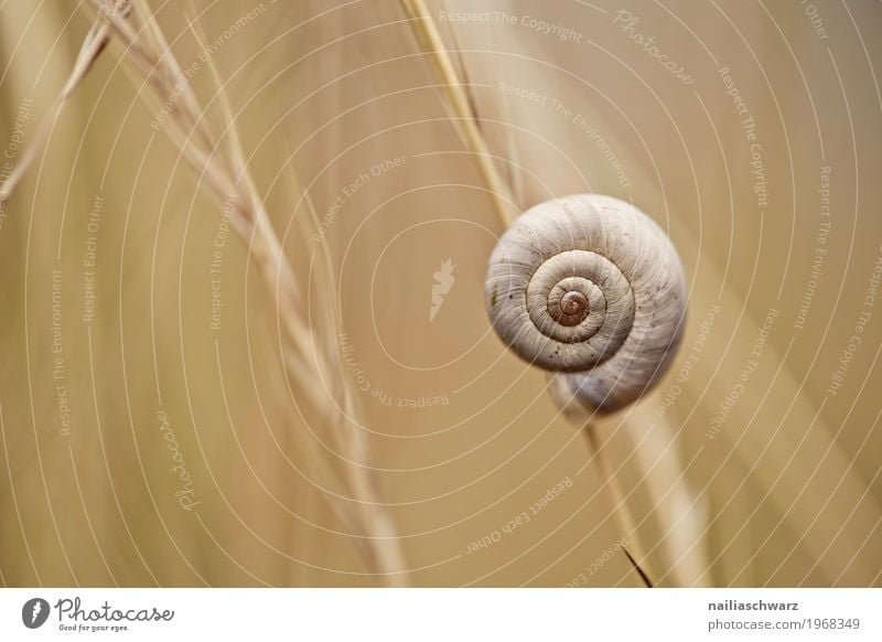 Schnecke Umwelt Natur Tier Pflanze Gras Garten Park Wiese Wildtier 1 Spirale Muster festhalten hängen einfach nah natürlich niedlich schön braun gelb