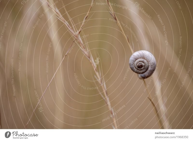 Schnecke Umwelt Natur Pflanze Tier Gras Garten Park Wiese Wildtier 1 festhalten hängen schlafen natürlich schön braun grau Stimmung Kraft Schutz Spirale Muster