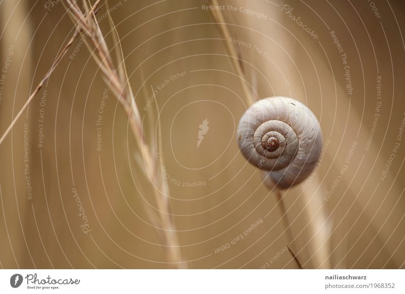 Schnecke Natur Pflanze Tier Gras Sträucher Wildpflanze Wildtier Schneckenhaus festhalten hängen klein nah natürlich niedlich schön braun gelb Kraft Tierliebe