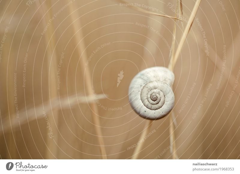 Schnecke Natur Pflanze Gras Sträucher Wildpflanze Garten Wiese Feld Tier Wildtier 1 Zeichen Linie Spirale Muster festhalten hängen natürlich niedlich schön