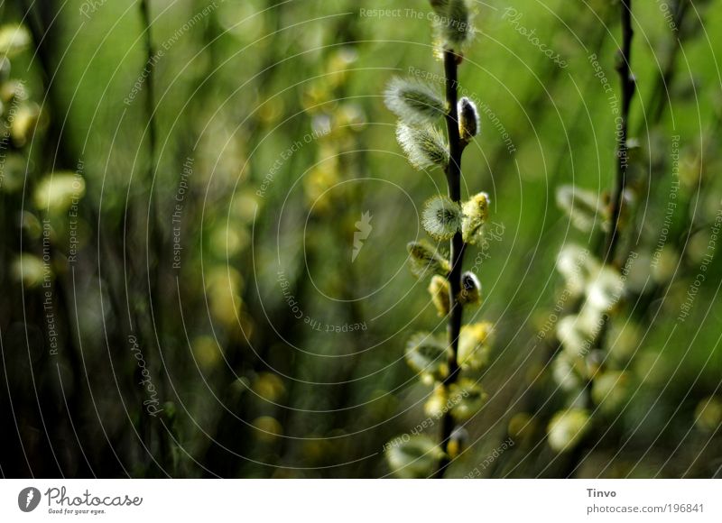 wunderbarer Frühling Umwelt Natur Schönes Wetter Pflanze Wildpflanze Park Feld Freundlichkeit Fröhlichkeit frisch grün Weide Weidenkätzchen Farbfoto