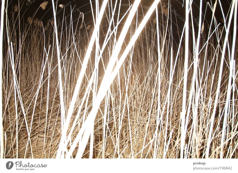 Knietief Umwelt Natur Landschaft Pflanze Schilfrohr Seeufer Flussufer dunkel gruselig natürlich wild Angst verstört chaotisch Idylle Farbfoto Gedeckte Farben