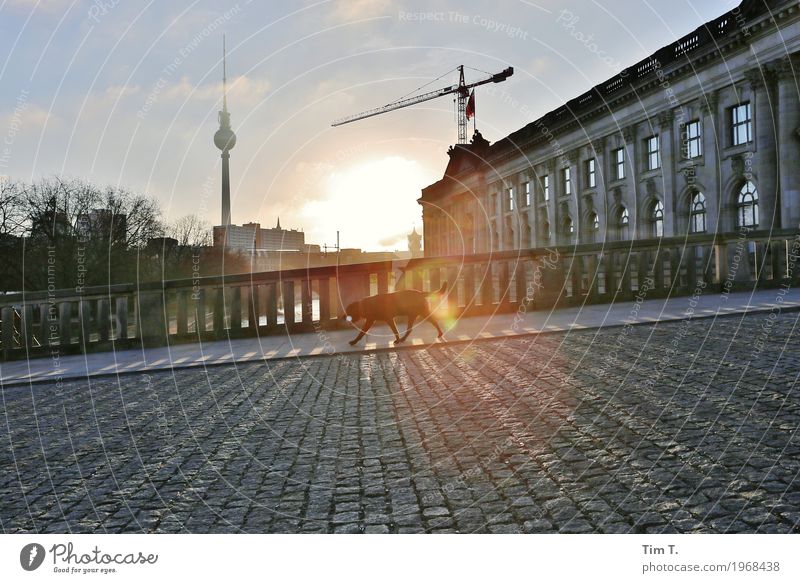 Berlin Stadt Hauptstadt Stadtzentrum Altstadt Skyline Menschenleer Brücke Architektur Sehenswürdigkeit Wahrzeichen Berliner Fernsehturm Pergamon Museum Tier