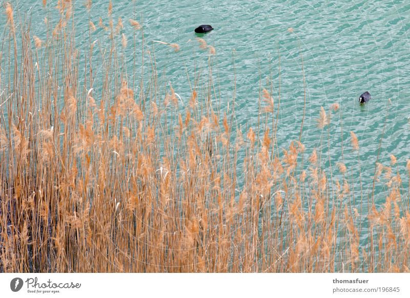 Vogelperspektive Ausflug Sommer Natur Wasser Frühling Gras Seeufer Flussufer Teich Wildtier 2 Tier Fressen blau gelb Gelassenheit ruhig Idylle Farbfoto