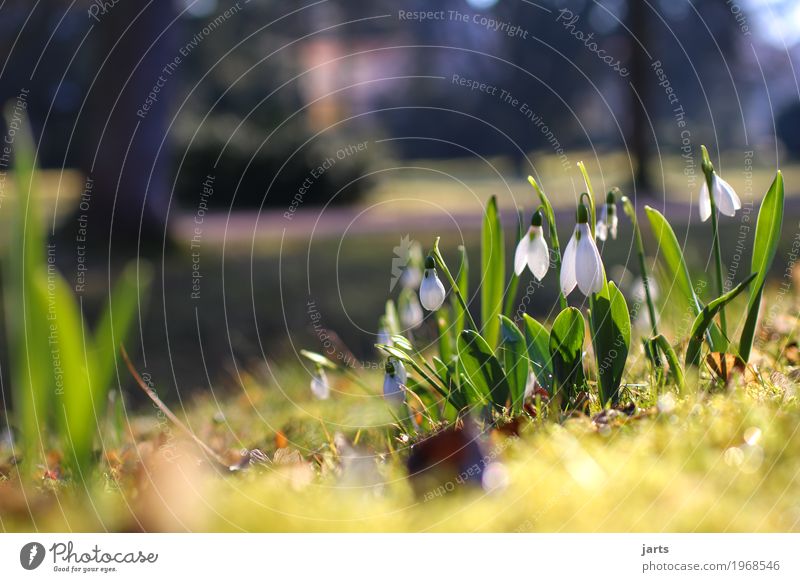 schneeglöckchen Pflanze Frühling Schönes Wetter Blume Blüte Park Blühend frisch natürlich Frühlingsgefühle Vorfreude Natur Schneeglöckchen Farbfoto