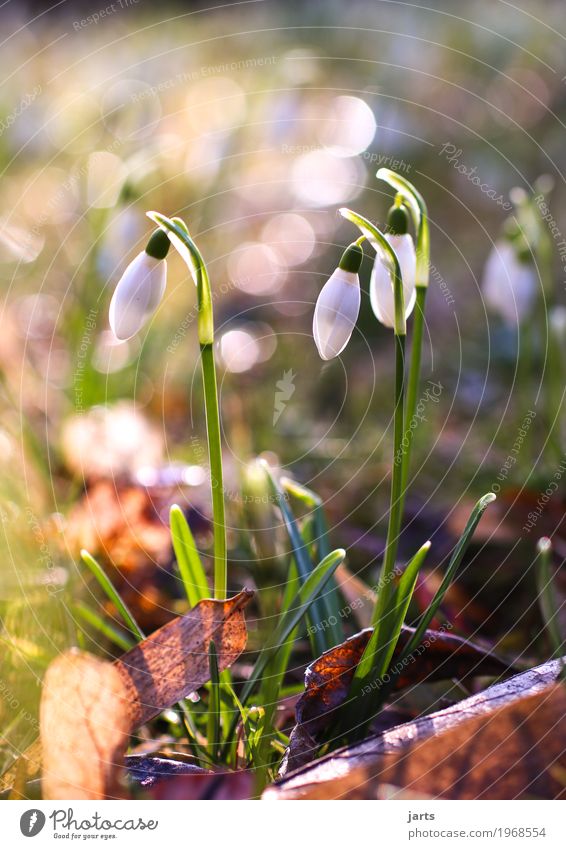 aufblühn Pflanze Frühling Schönes Wetter Blume Grünpflanze Park Blühend frisch natürlich Natur Schneeglöckchen Farbfoto Außenaufnahme Nahaufnahme Menschenleer