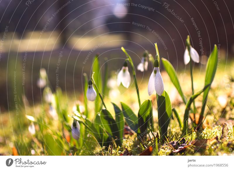 frühling im park II Natur Pflanze Frühling Schönes Wetter Blume Blüte Park Blühend Wachstum Frühlingsgefühle Farbfoto mehrfarbig Außenaufnahme Menschenleer