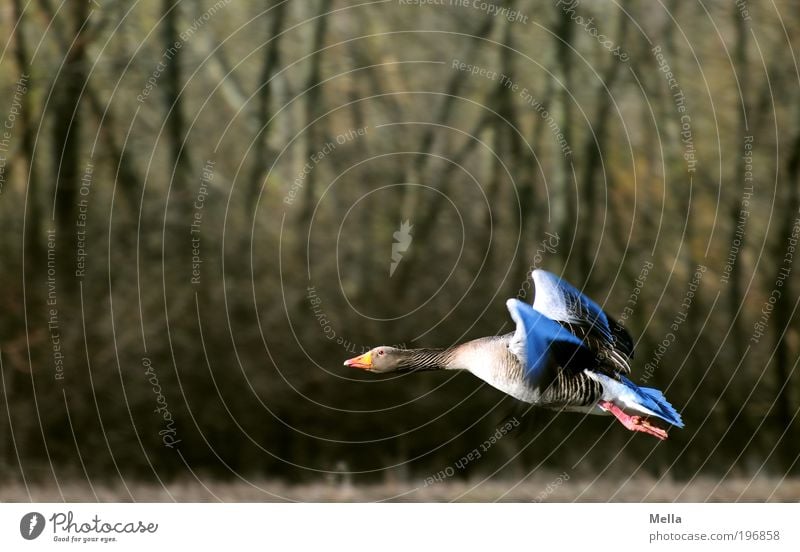 Abheben Umwelt Natur Tier Wildtier Vogel Wildgans Graugans 1 fliegen frei natürlich Beginn anstrengen Bewegung Freiheit Idylle Umweltschutz startbereit Farbfoto