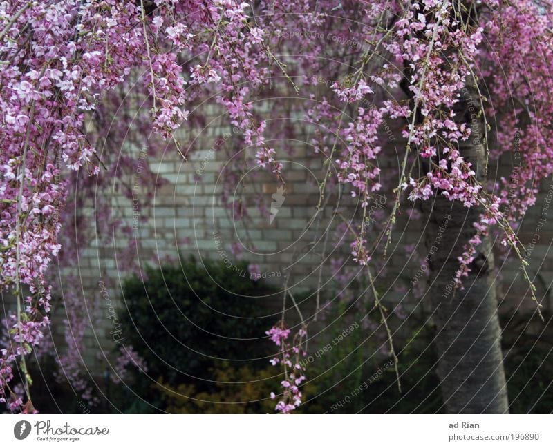 Mädchenfoto Natur Pflanze Tier Frühling Baum Sträucher Blatt Blüte Grünpflanze Garten Kleinstadt Einfamilienhaus Park Mauer Wand Fassade Stein Holz Glas Blühend