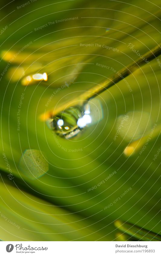 Feuchter Frühlingstag harmonisch Natur Pflanze Wassertropfen Grünpflanze grün silber nass Tau Kugel Halm rund Farbfoto Außenaufnahme Nahaufnahme Detailaufnahme