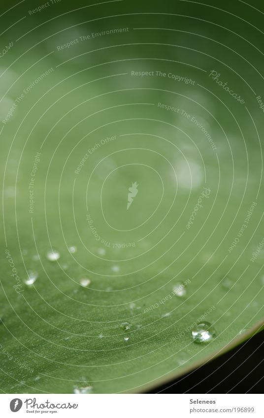 Perlenglanz Umwelt Natur Landschaft Pflanze Wasser Wassertropfen Klima Schönes Wetter Regen Blatt Park glänzend einzigartig Hoffnung Idylle schön Umweltschutz