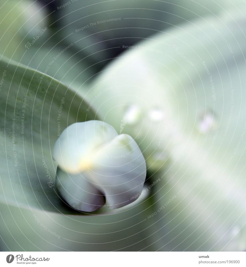 Frühlingserwachen Pflanze Wassertropfen Tulpe Blatt Blüte atmen beobachten Blühend Blick träumen Wachstum warten gelb grün Frühlingsgefühle Hoffnung Sehnsucht