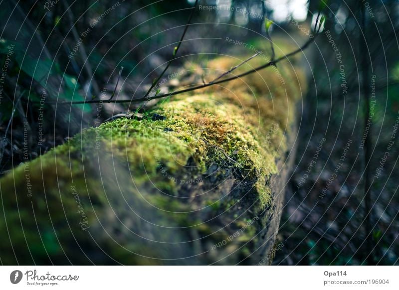 im Wald Umwelt Natur Frühling Herbst Pflanze Baum Moos Grünpflanze Nutzpflanze Park Urwald atmen beobachten Erholung fest Unendlichkeit rund braun gelb grau