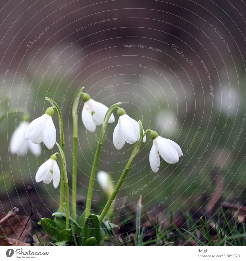 Frühling in Sicht ... Umwelt Natur Pflanze Blume Gras Blüte Schneeglöckchen Park Blühend stehen Wachstum ästhetisch schön klein natürlich braun grün weiß