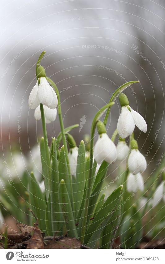 sie läuten schon ... Umwelt Natur Pflanze Frühling Blume Blatt Blüte Schneeglöckchen Park Blühend stehen Wachstum schön klein natürlich braun grau grün weiß