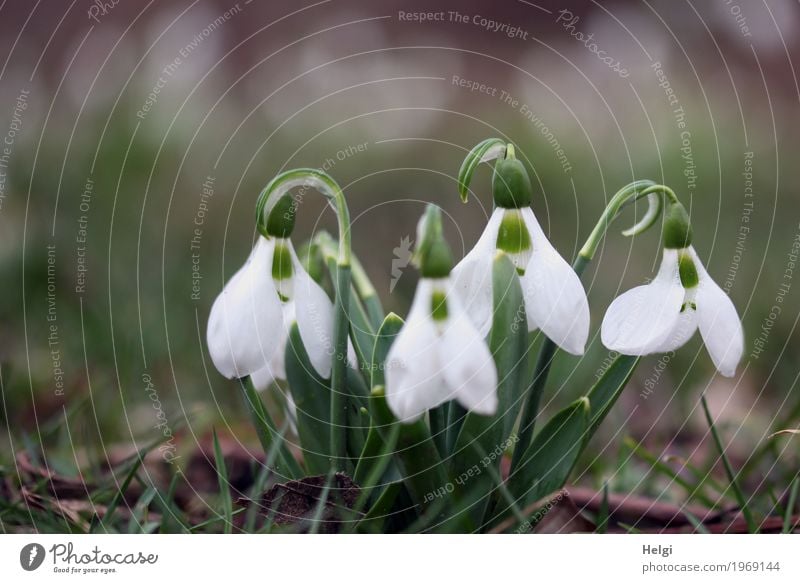 Wachsen und gedeihen | bald... Umwelt Natur Pflanze Frühling Blume Blatt Blüte Schneeglöckchen Garten Blühend Wachstum schön klein natürlich braun grün weiß