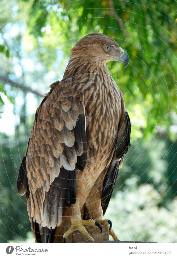 Ein Falkenadler Jagd Freiheit Umwelt Natur Landschaft Pflanze Tier Himmel Frühling Sommer Schönes Wetter Baum Park Wald Wildtier Vogel 1 fliegen Aggression wild