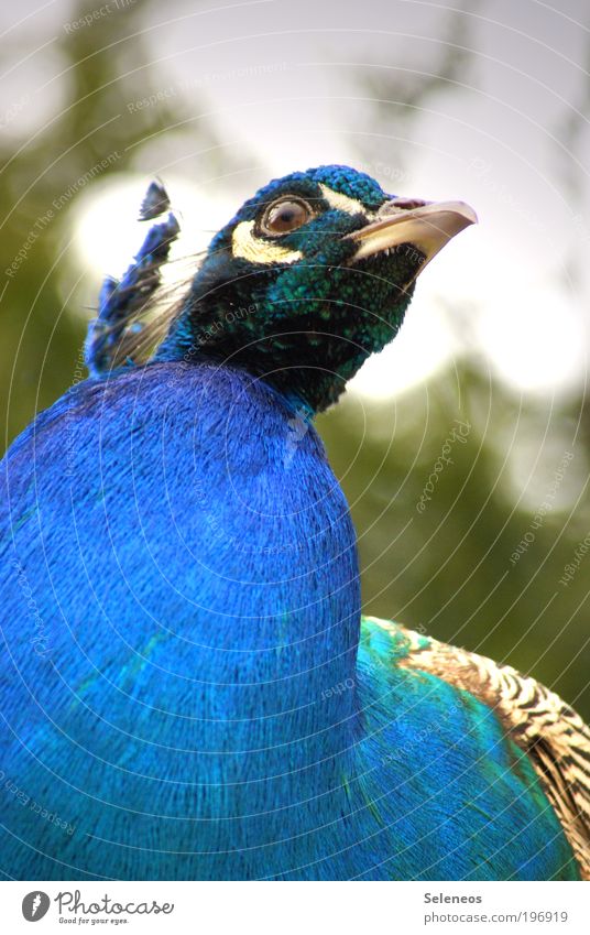 die hundert Augen des Argus Umwelt Natur Pflanze Tier Klima Wetter Park Vogel Tiergesicht Pfau ästhetisch bedrohlich mehrfarbig Gefühle eitel Farbfoto