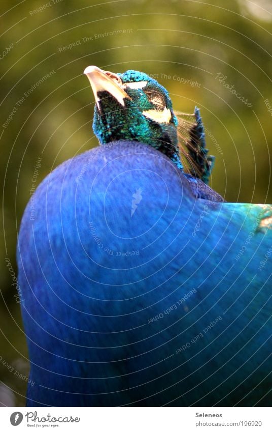 Eitel wie ein Pfau Freizeit & Hobby Ferien & Urlaub & Reisen Ausflug Sonne Sonnenbad Umwelt Natur Tier Klima Wetter Schönes Wetter Park Wiese Vogel Tiergesicht