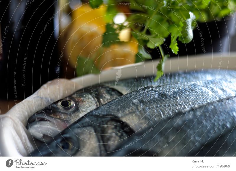 Freitag :-) Kräuter & Gewürze Zitrone Koriander Ernährung Mittagessen Abendessen Totes Tier Fisch lecker Vorfreude Traurigkeit Tod Religion & Glaube