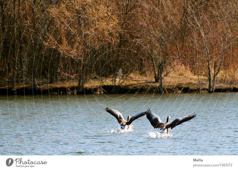 Gemeinsam Umwelt Natur Tier Wasser Seeufer Teich Wildtier Vogel Wildgans Graugans 2 fliegen frei Zusammensein natürlich Stimmung Einigkeit loyal Sympathie