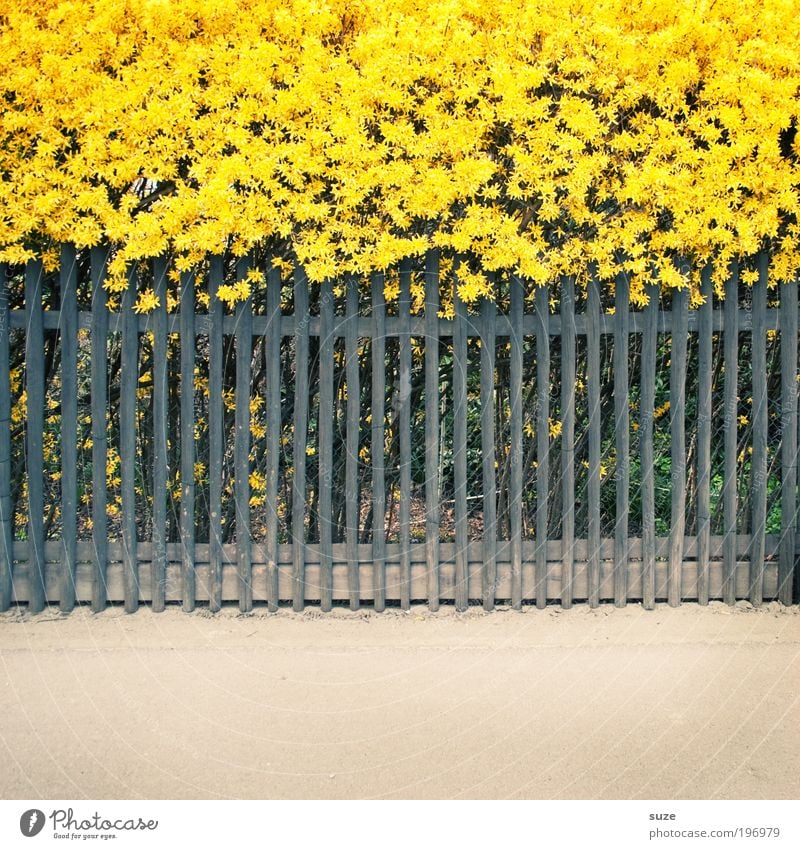 Indirekter Sonnenstreifen für Gingerine Umwelt Natur Pflanze Frühling Schönes Wetter Blume Sträucher Forsythienblüte Garten Dorf Kleinstadt Stadtrand Zaun