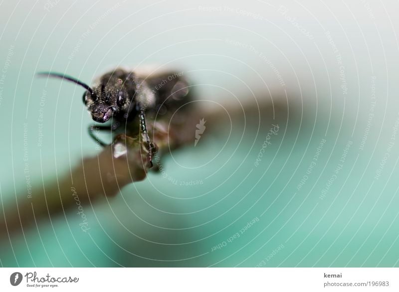 Dankbarkeit im Mikrokosmos Umwelt Natur Tier Wasser Pflanze Ast Zweig Wildtier Fliege Tiergesicht Insekt Fühler Auge Tierfuß 1 festhalten krabbeln Blick sitzen