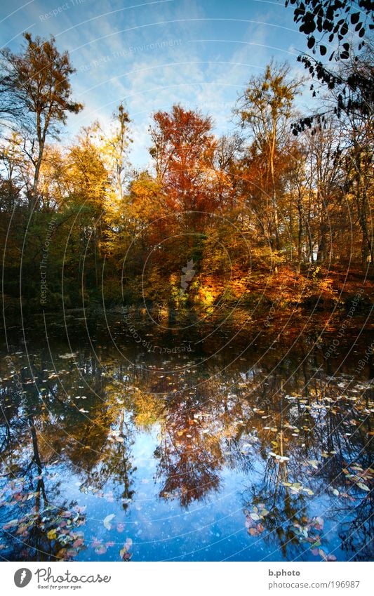 oben ist unten ruhig Freizeit & Hobby Ausflug Freiheit Sommer Sonne Umwelt Natur Landschaft Pflanze Wasser Himmel Herbst Schönes Wetter Baum Blatt Wald See