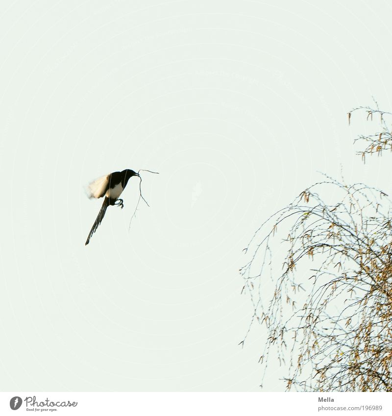 Hausbau Umwelt Natur Tier Luft Himmel Frühling Pflanze Baum Nutztier Vogel Elster 1 Arbeit & Erwerbstätigkeit bauen Bewegung fliegen frei natürlich Stimmung